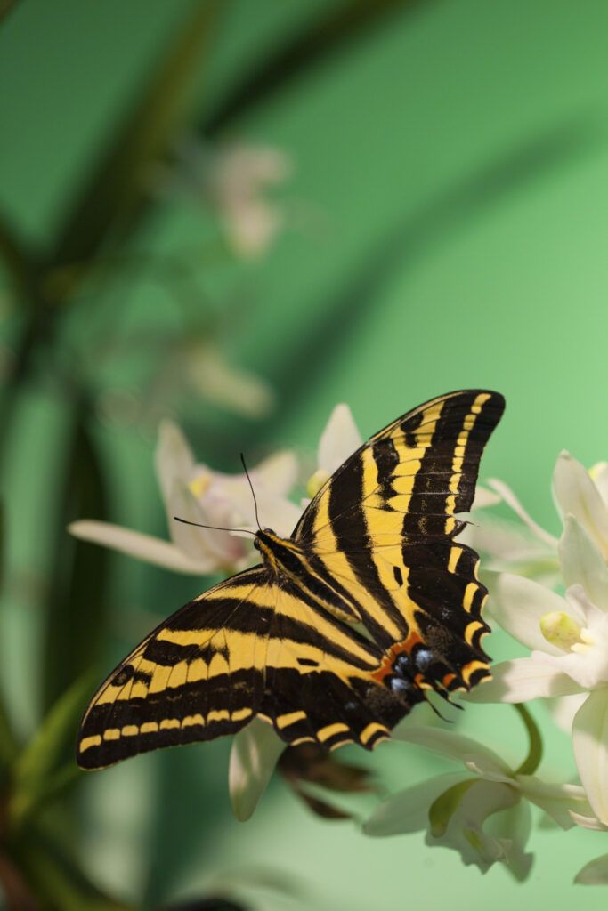 Prague Botanical Garden - butterfly at the exhibiton at Fata Morgana greenhouse